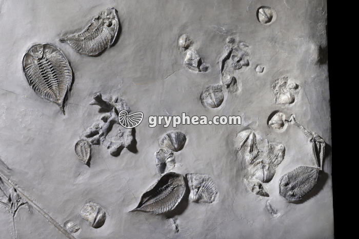 Trilobites, Rynchonelles, Crinoïdes et Corail (dalle) - gryphea.org